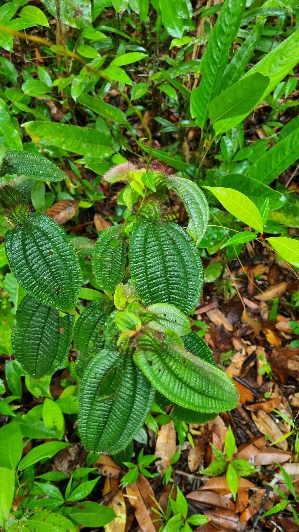 Miconia tocohirta leaf