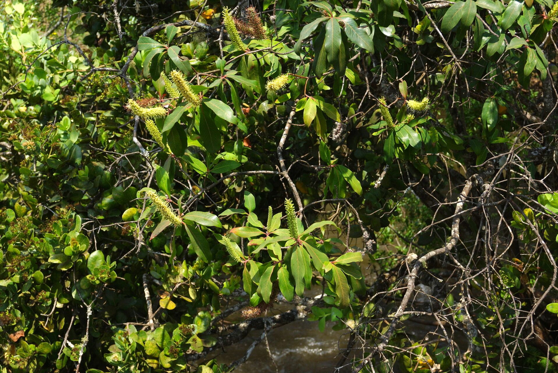Faurea delevoyi — related species from the same genus