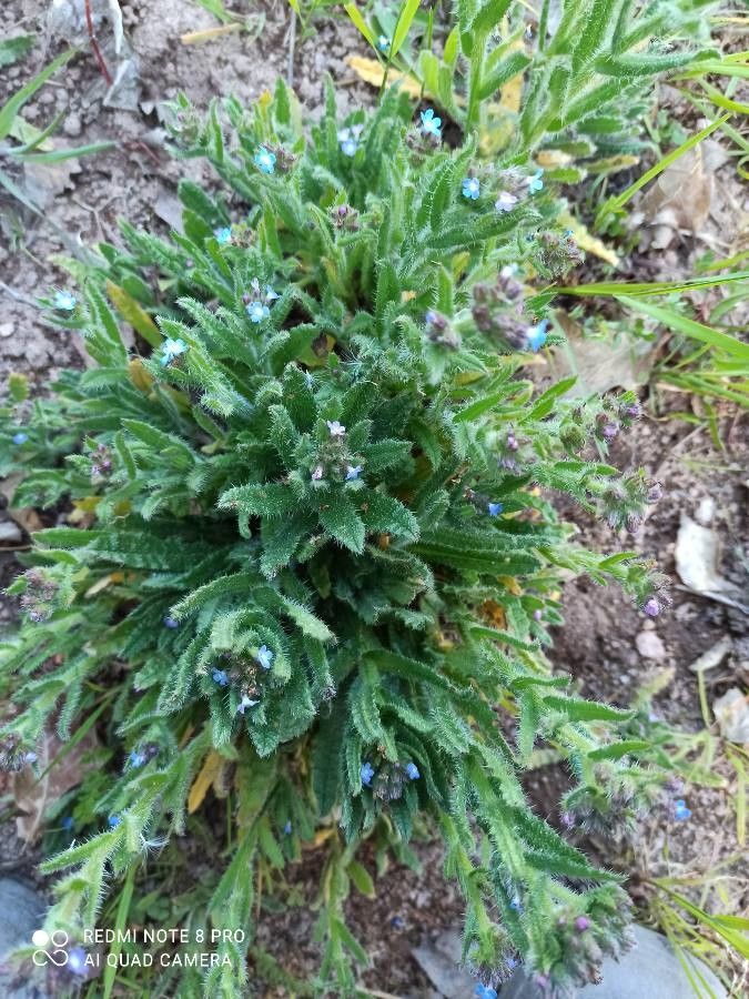 Anchusa crispa flower