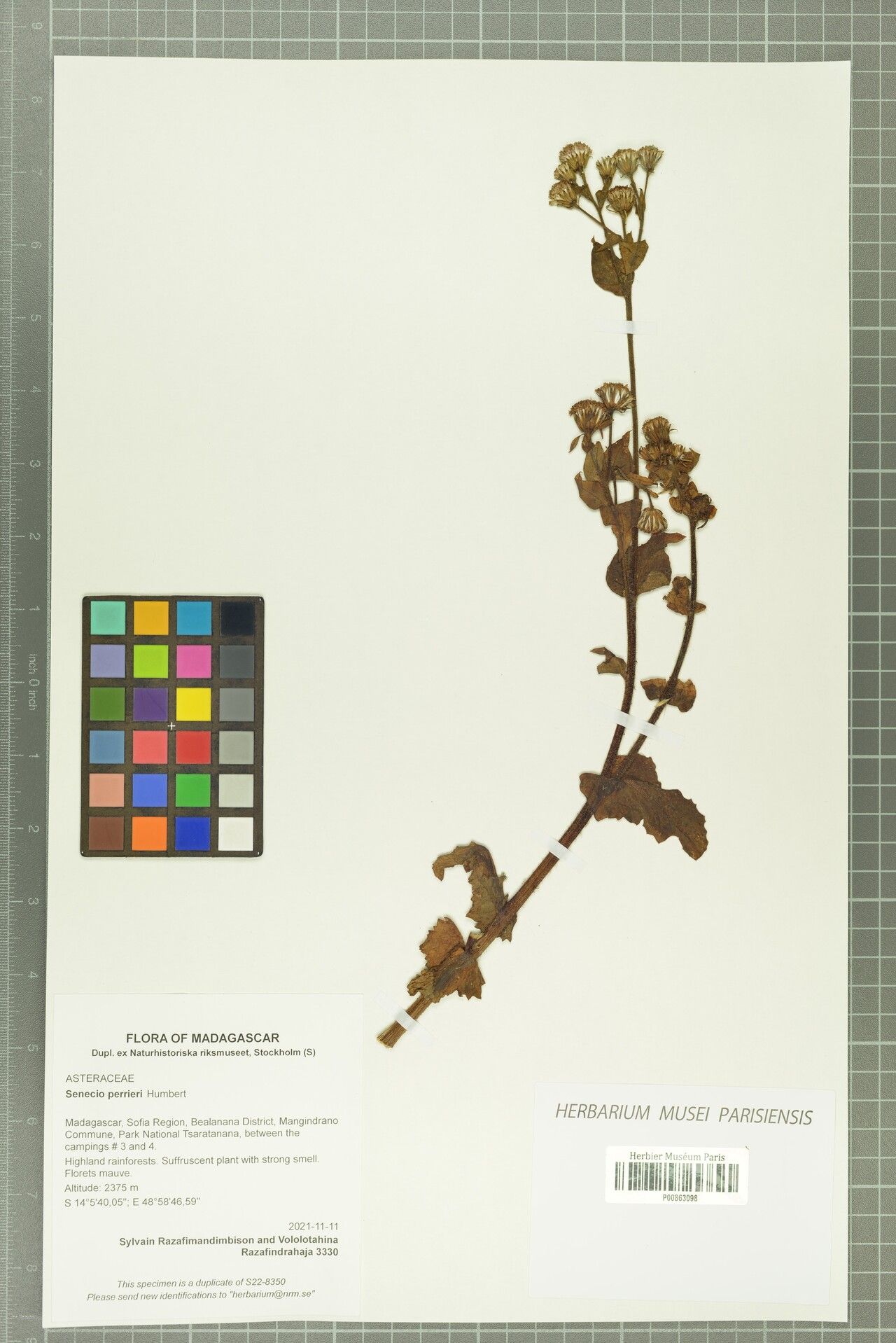 Senecio perrieri — houseplant care guide