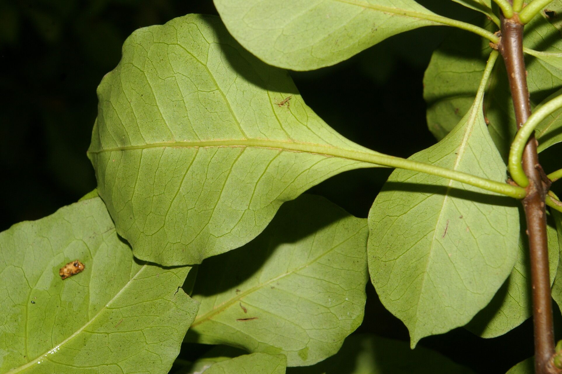 Pisonia macranthocarpa leaf