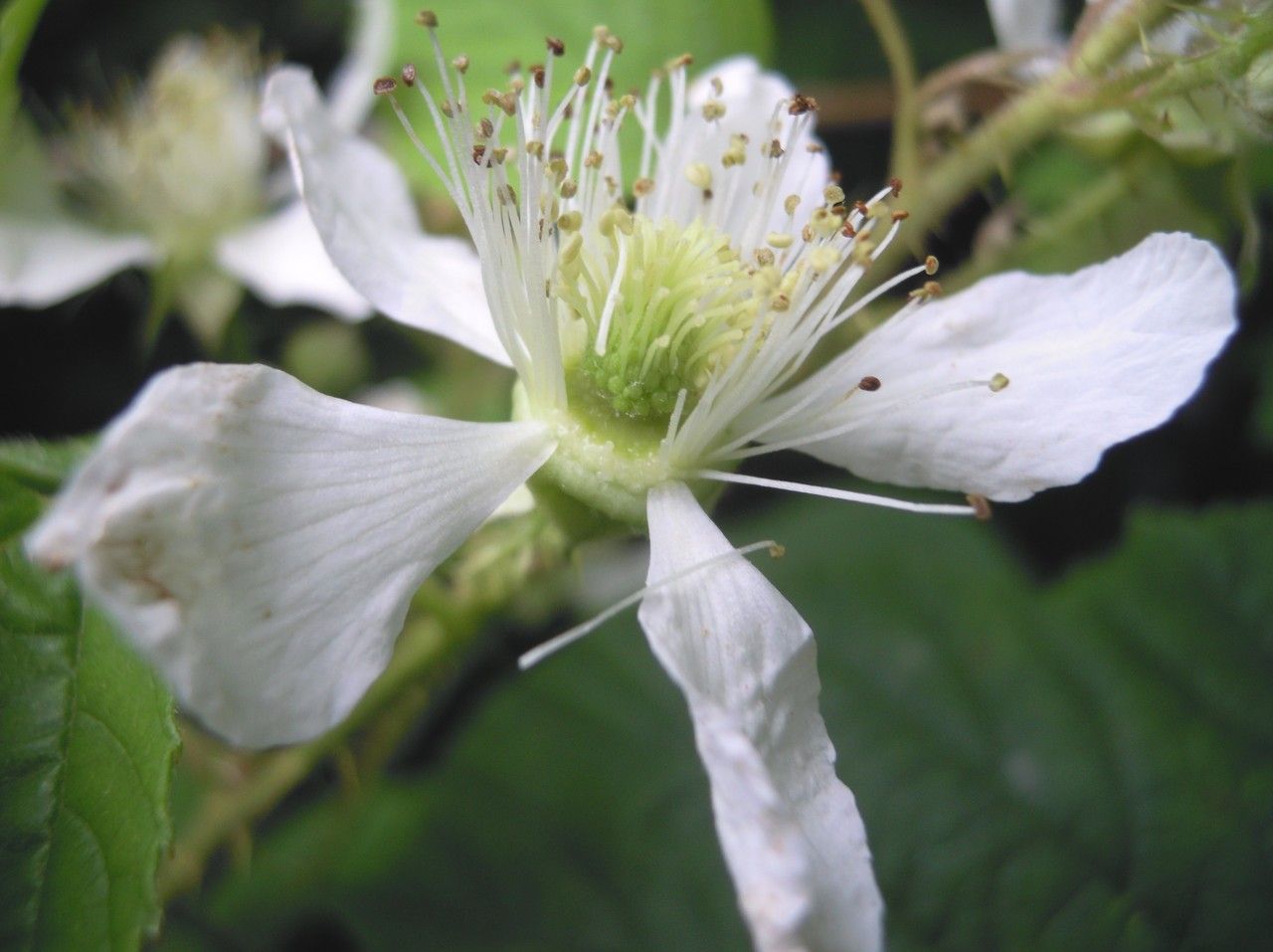 Rubus troiensis flower