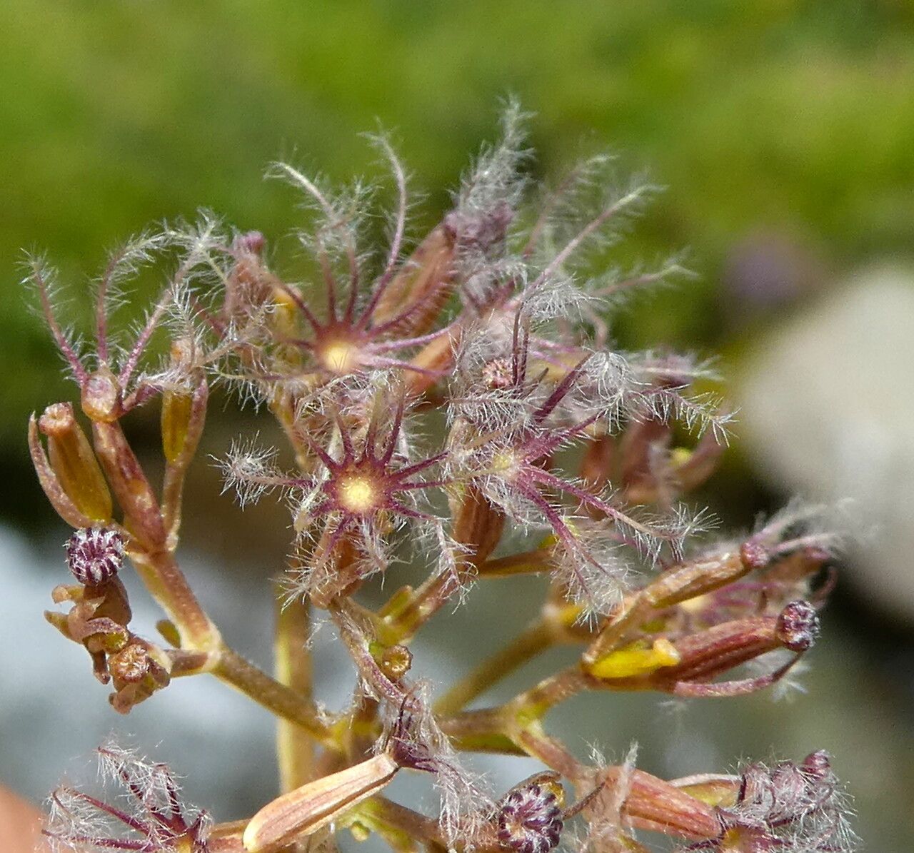 Valeriana apula fruit