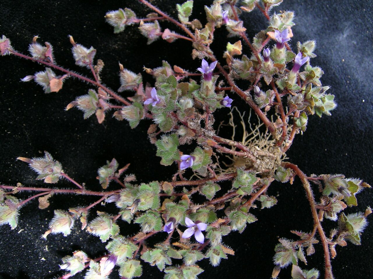 Cyananthus hookeri habit