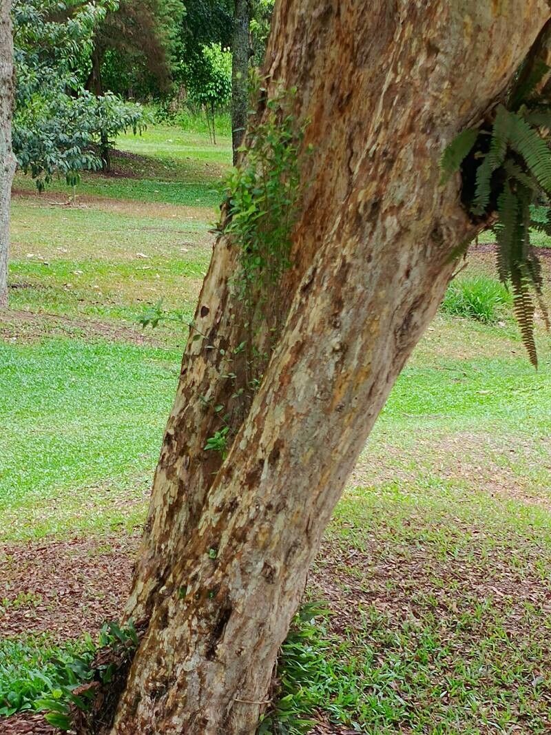 Myrciaria tenella bark