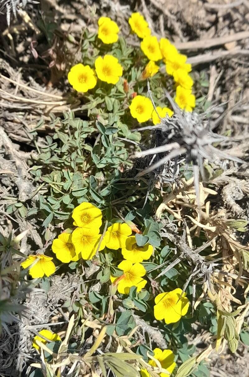 Oxalis cinerea habit