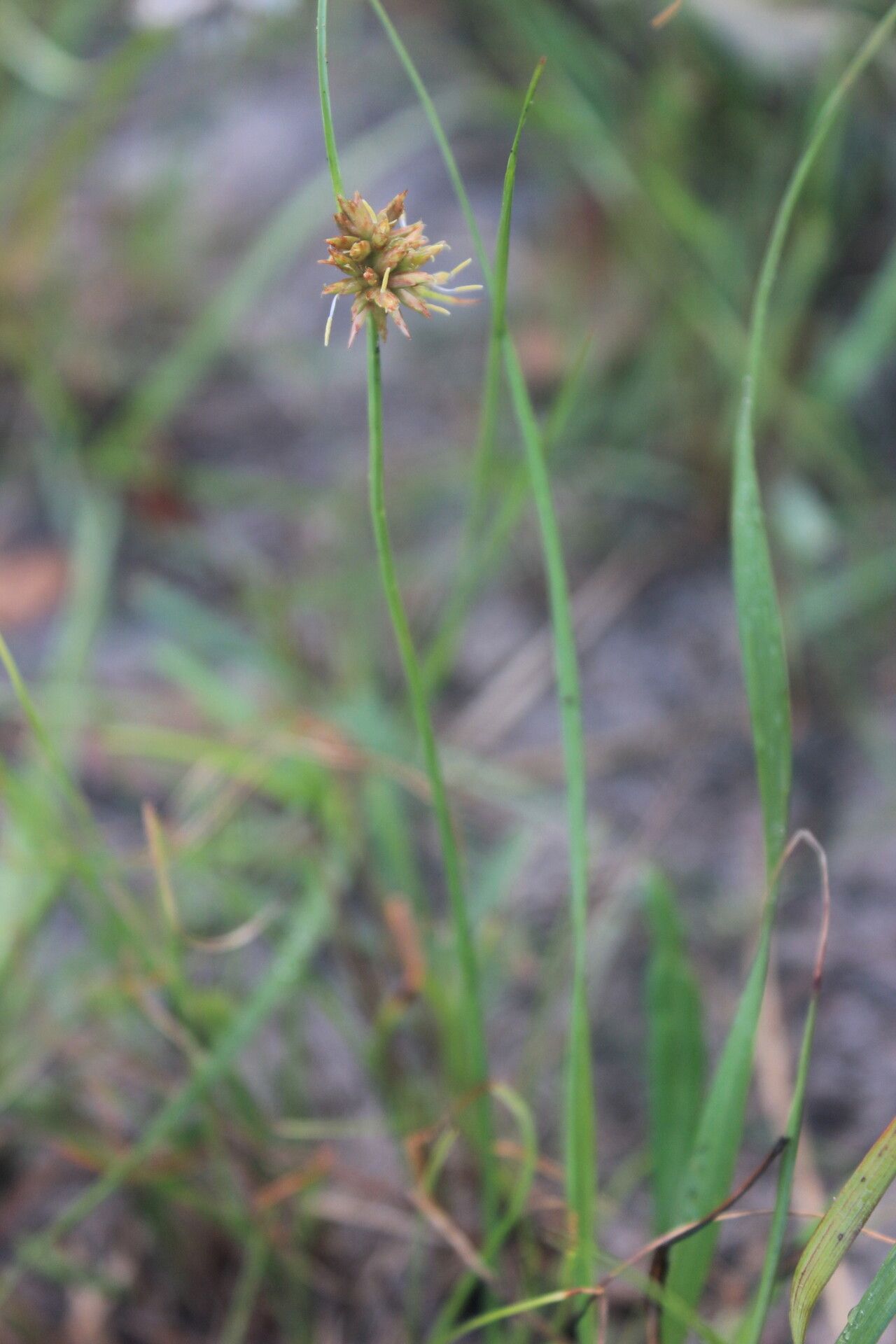 Cyperus vestitus flower