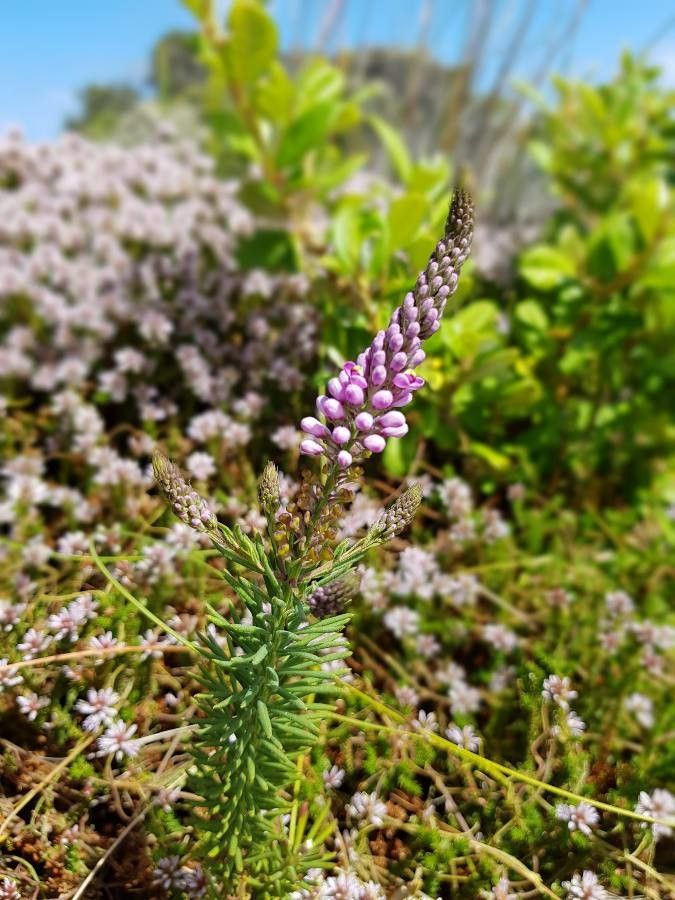 Comesperma virgatum — search result for 'Polygalaceae'