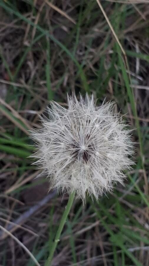 Hypochaeris radicata fruit