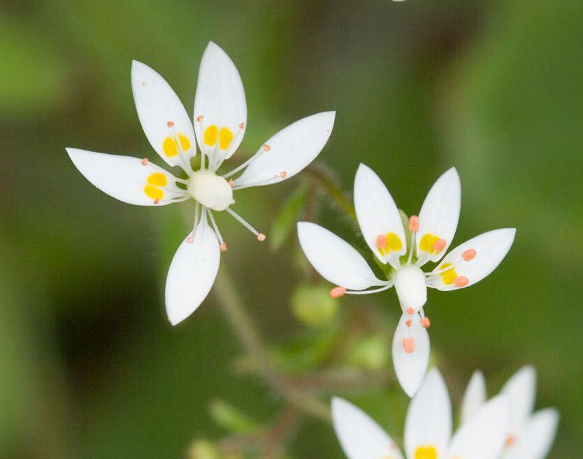 Micranthes clusii flower