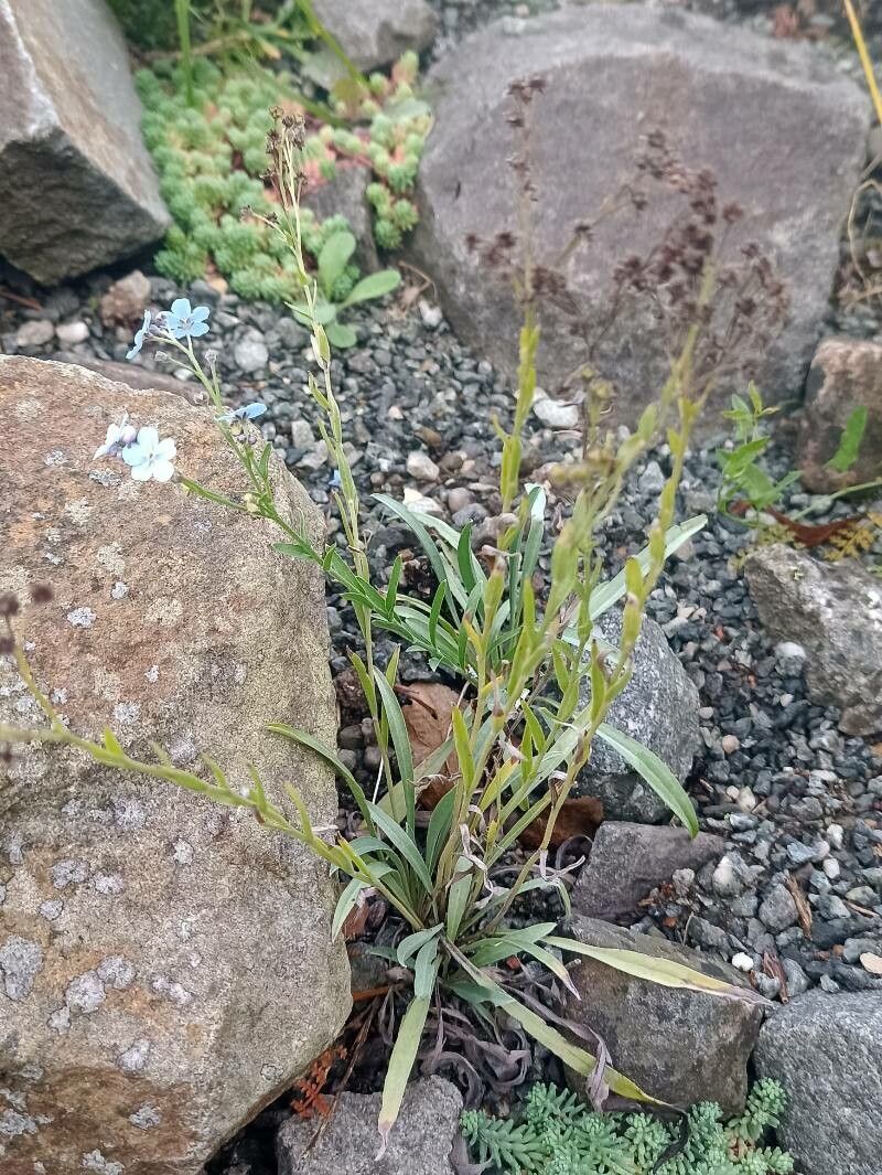Eritrichium canum habit