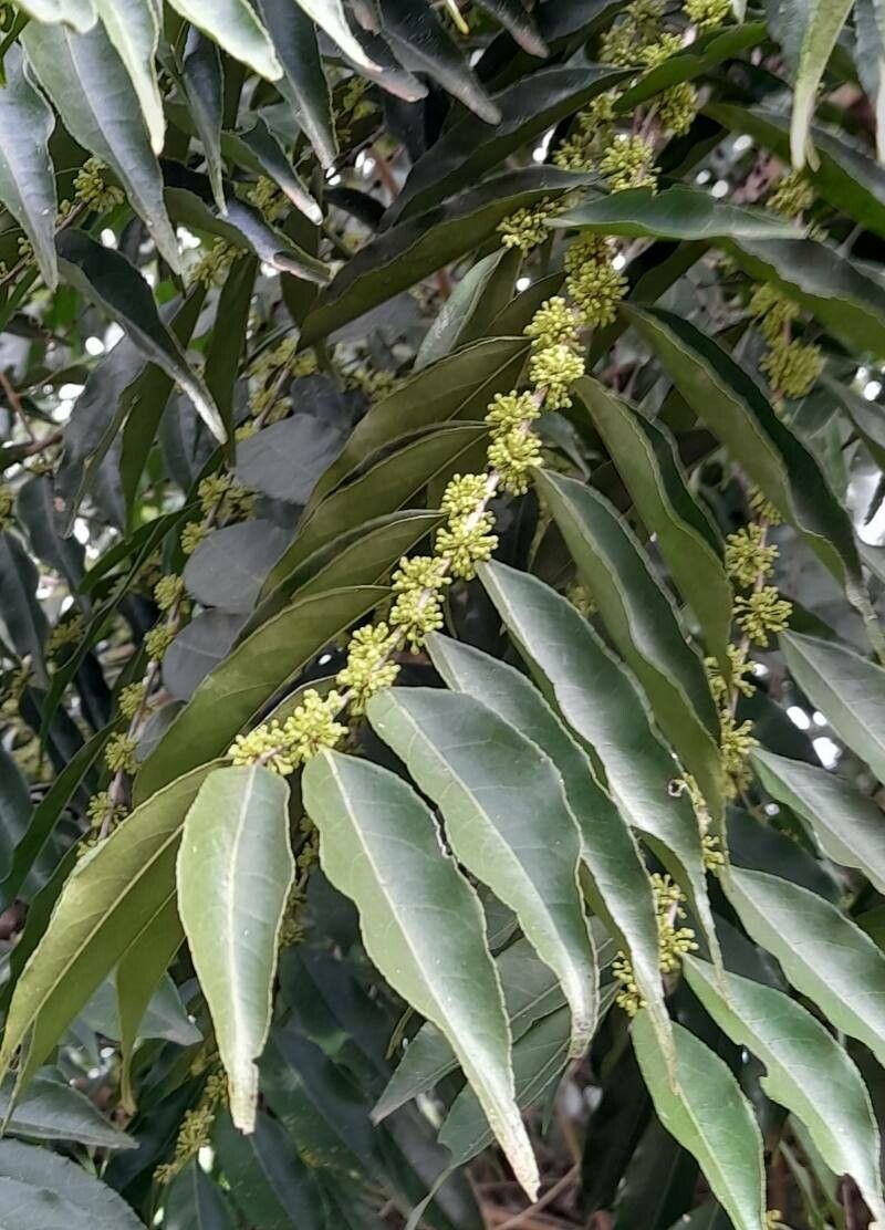 Casearia sylvestris flower