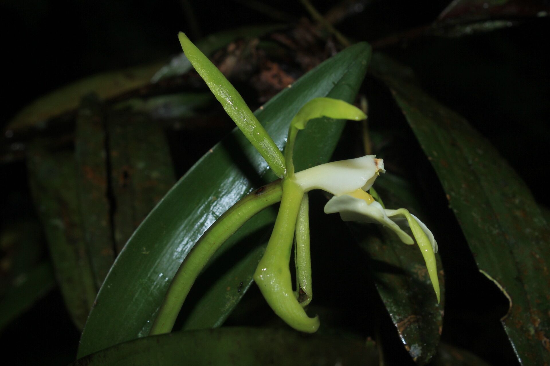 Epidendrum carpophorum — search result for 'Epidendrum'