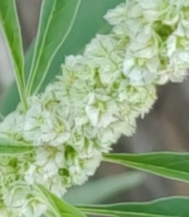 Amaranthus fimbriatus flower