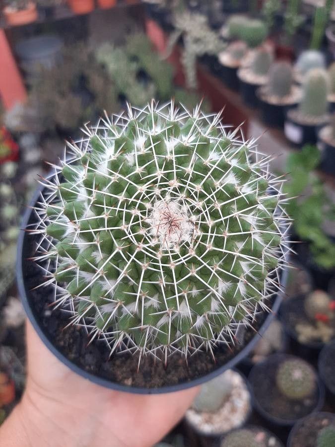 Mammillaria karwinskiana bark