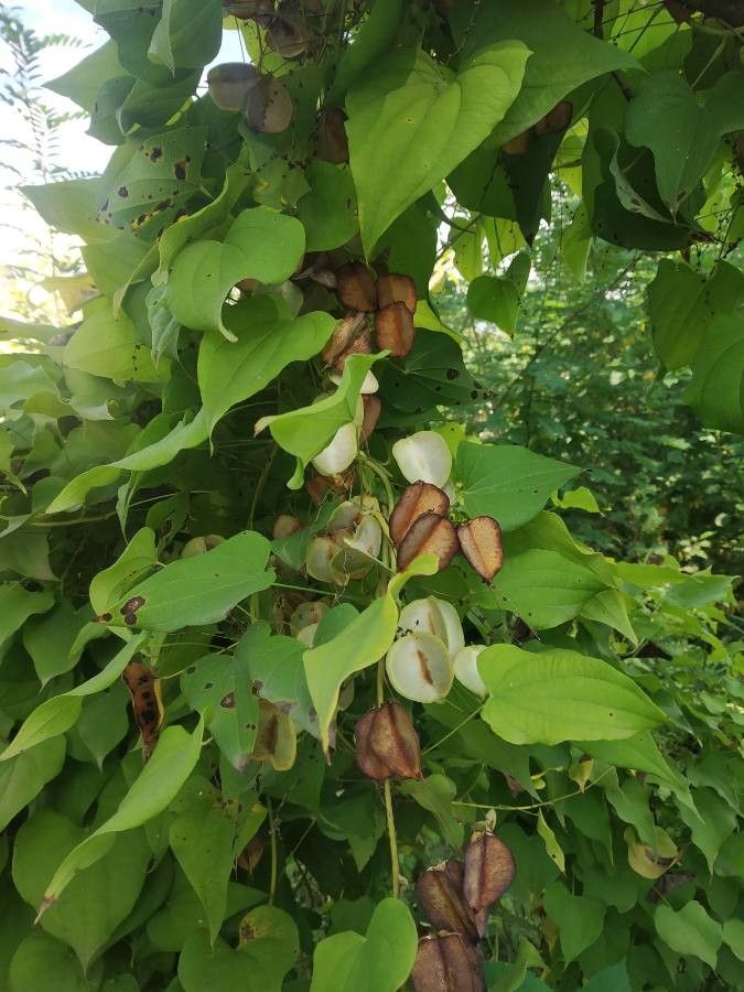 Dioscorea deltoidea fruit
