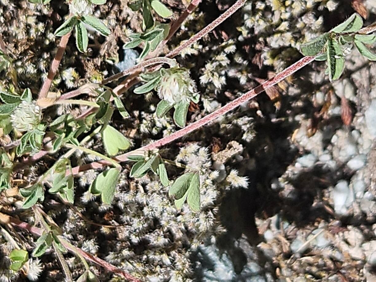 Trifolium saxatile — houseplant care guide