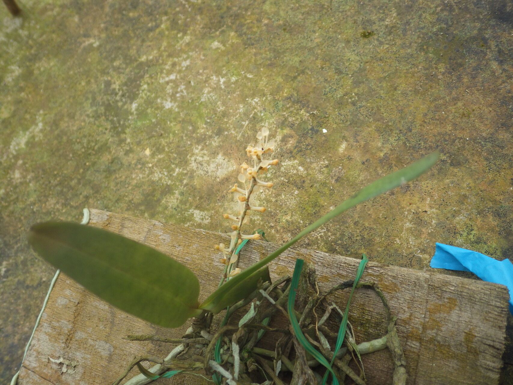 Diaphananthe lecomtei habit