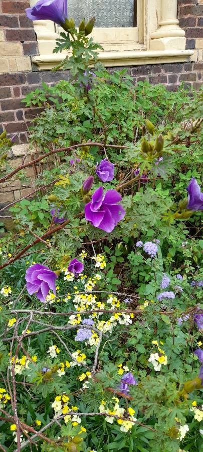 Alyogyne huegelii habit