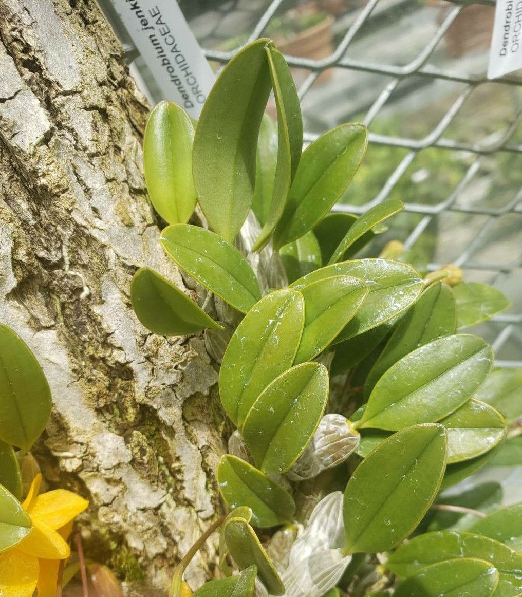 Dendrobium jenkinsii — houseplant care guide