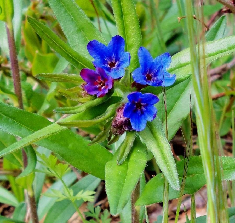 Buglossoides purpurocaerulea leaf