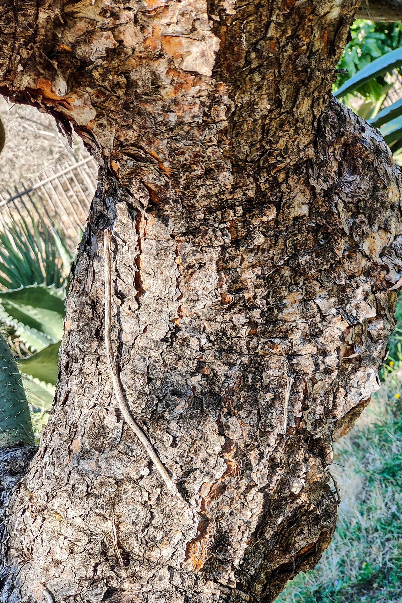 Opuntia durangensis bark