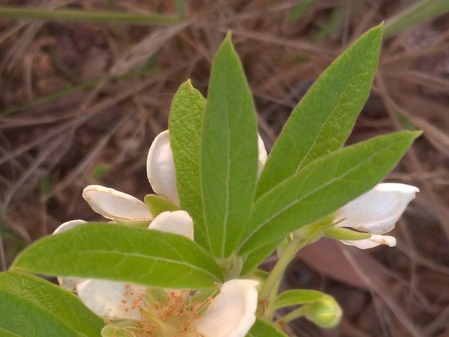 Campomanesia adamantium leaf