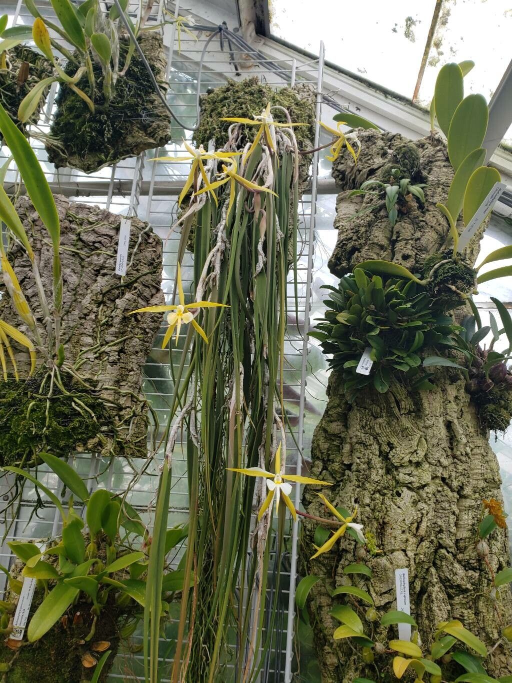 Epidendrum parkinsonianum habit