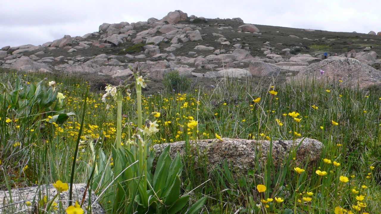 Primula chionantha — houseplant care guide