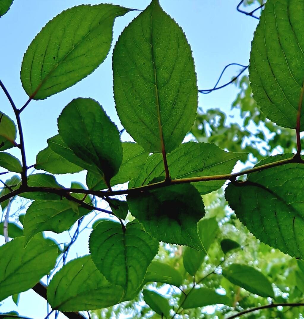 Tripterygium regelii — houseplant care guide