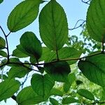 Tripterygium regelii