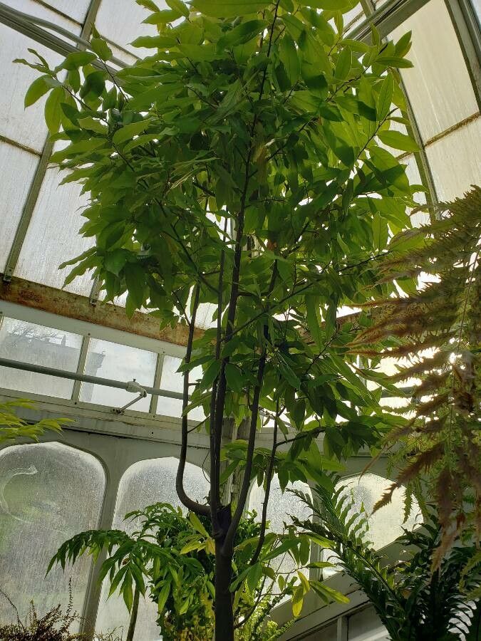 Mitrephora tomentosa habit