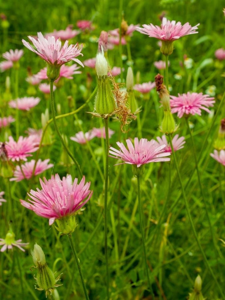 Crepis rubra fruit