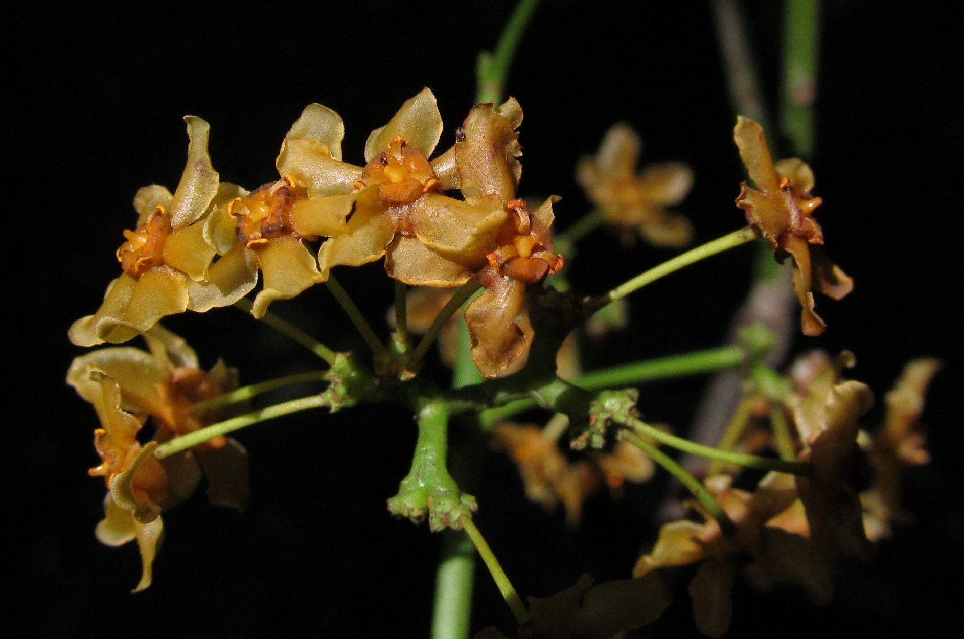 Salacia longipes flower