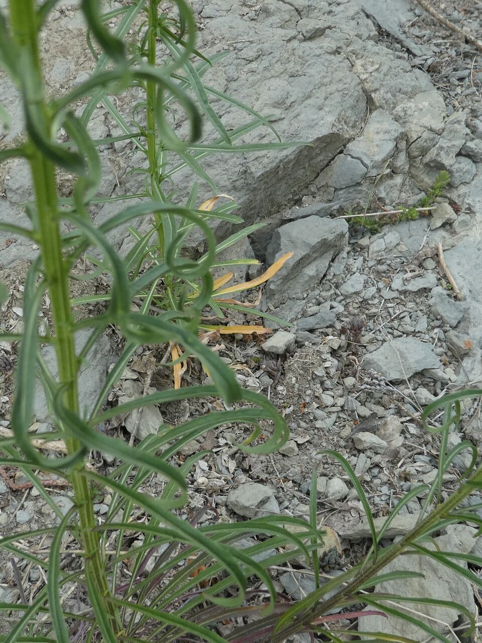 Erysimum grandiflorum leaf