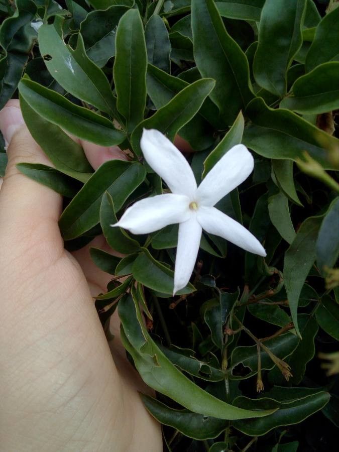 Atractocarpus platyxylon flower
