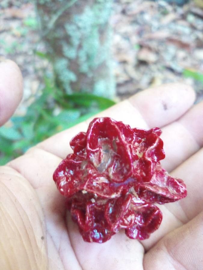 Guarea michel-moddei fruit