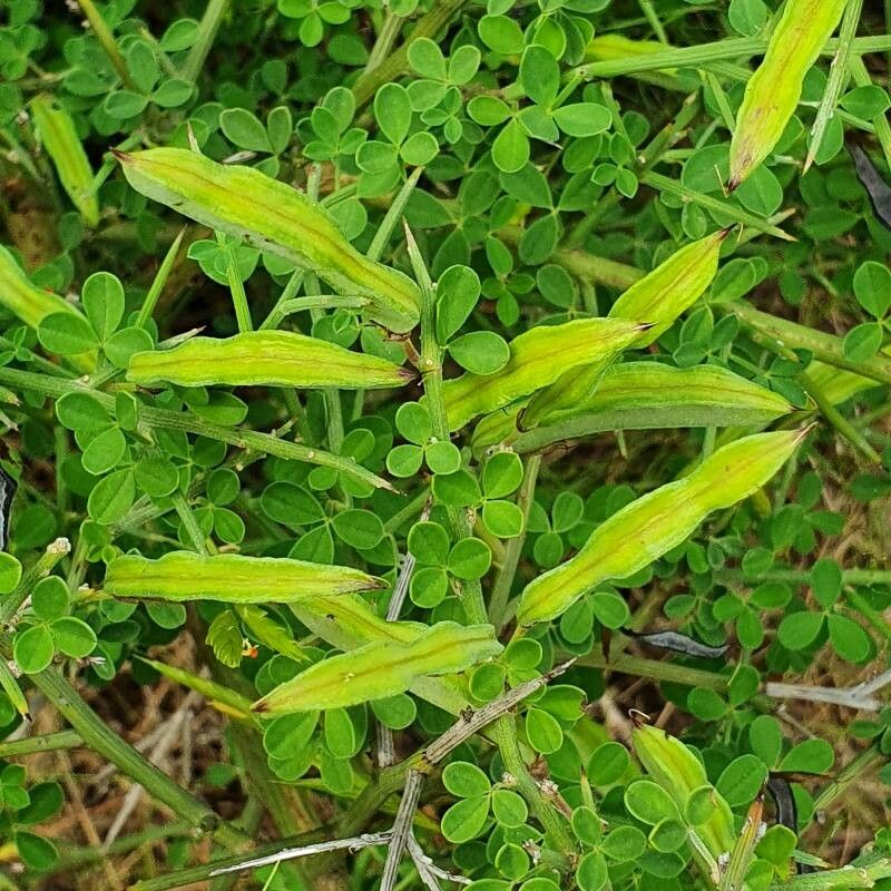 Cytisus infestus fruit