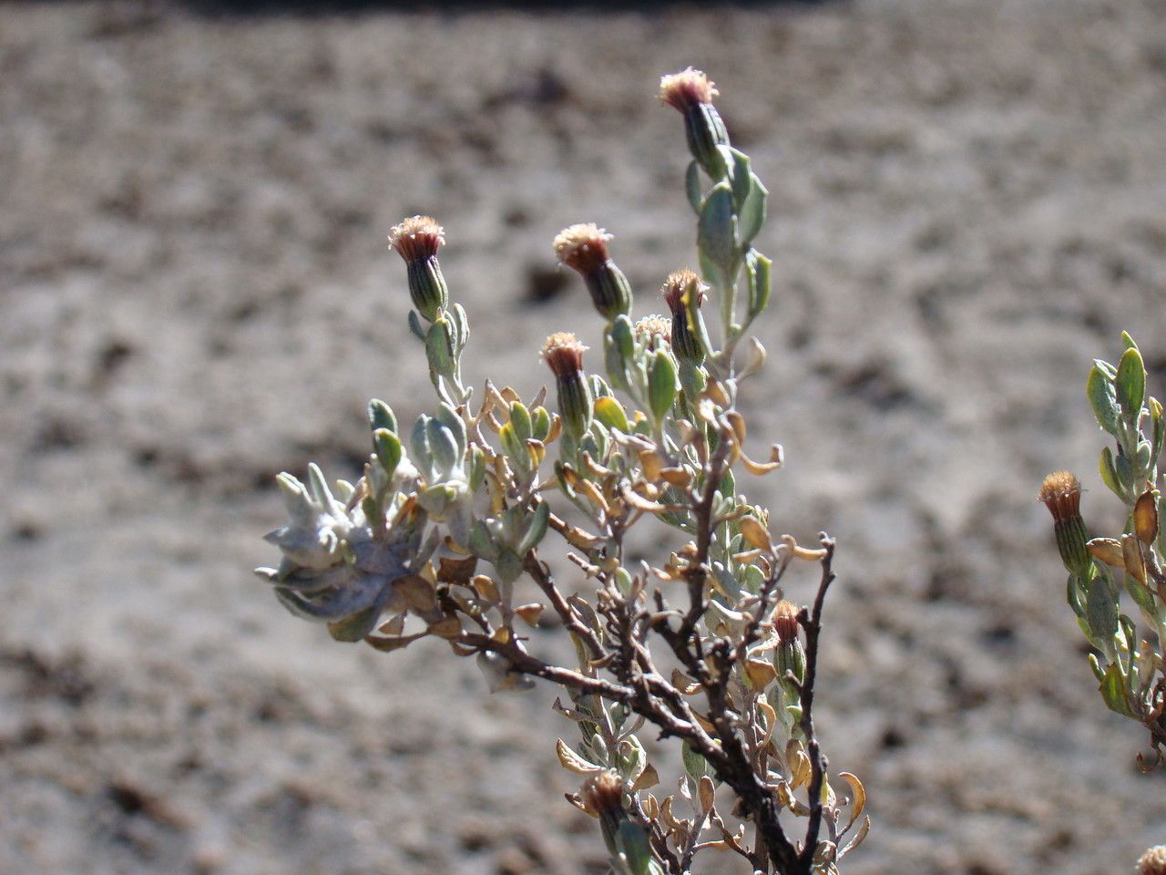 Chersodoma jodopappa habit