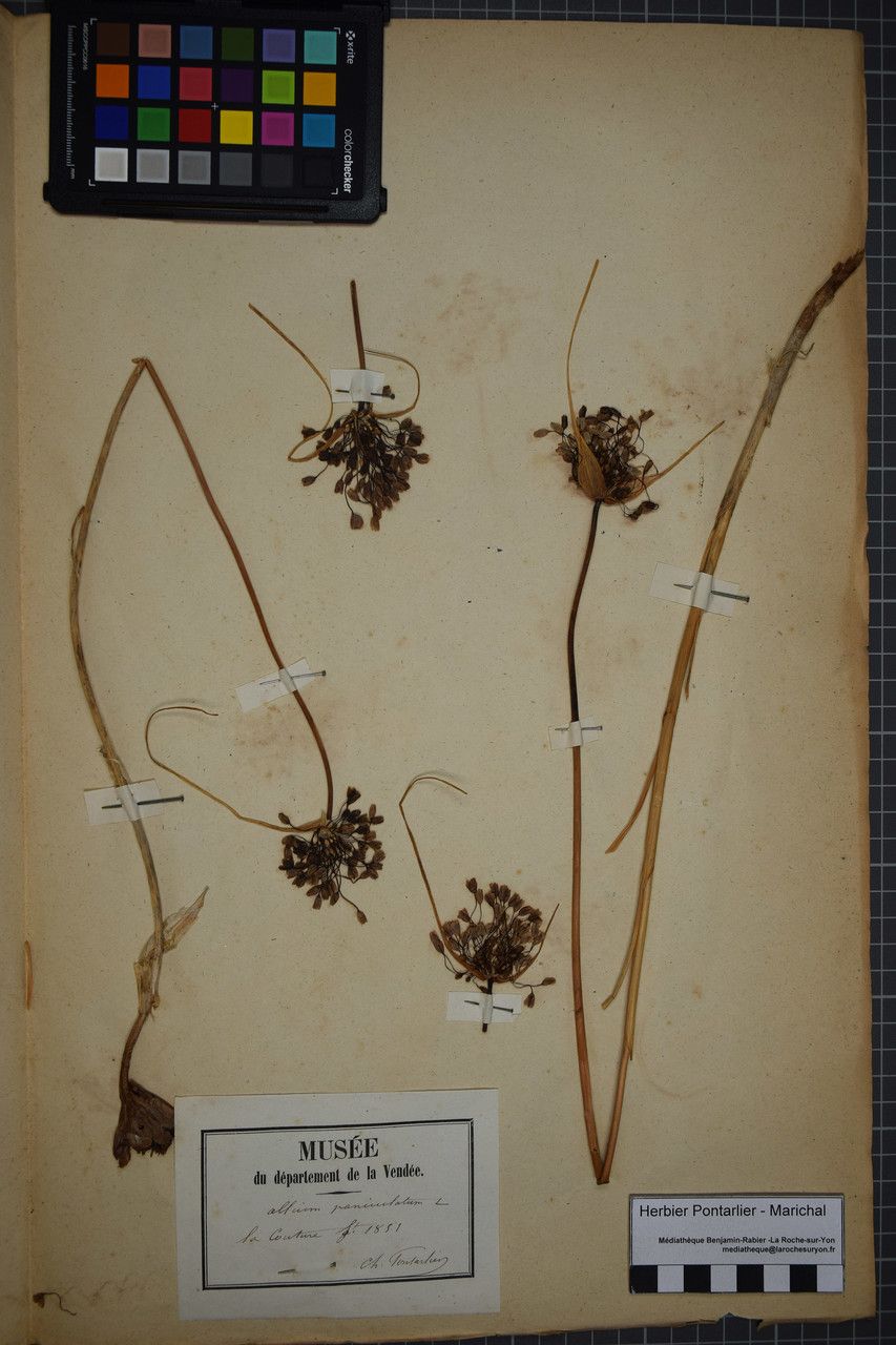 Allium oporinanthum other