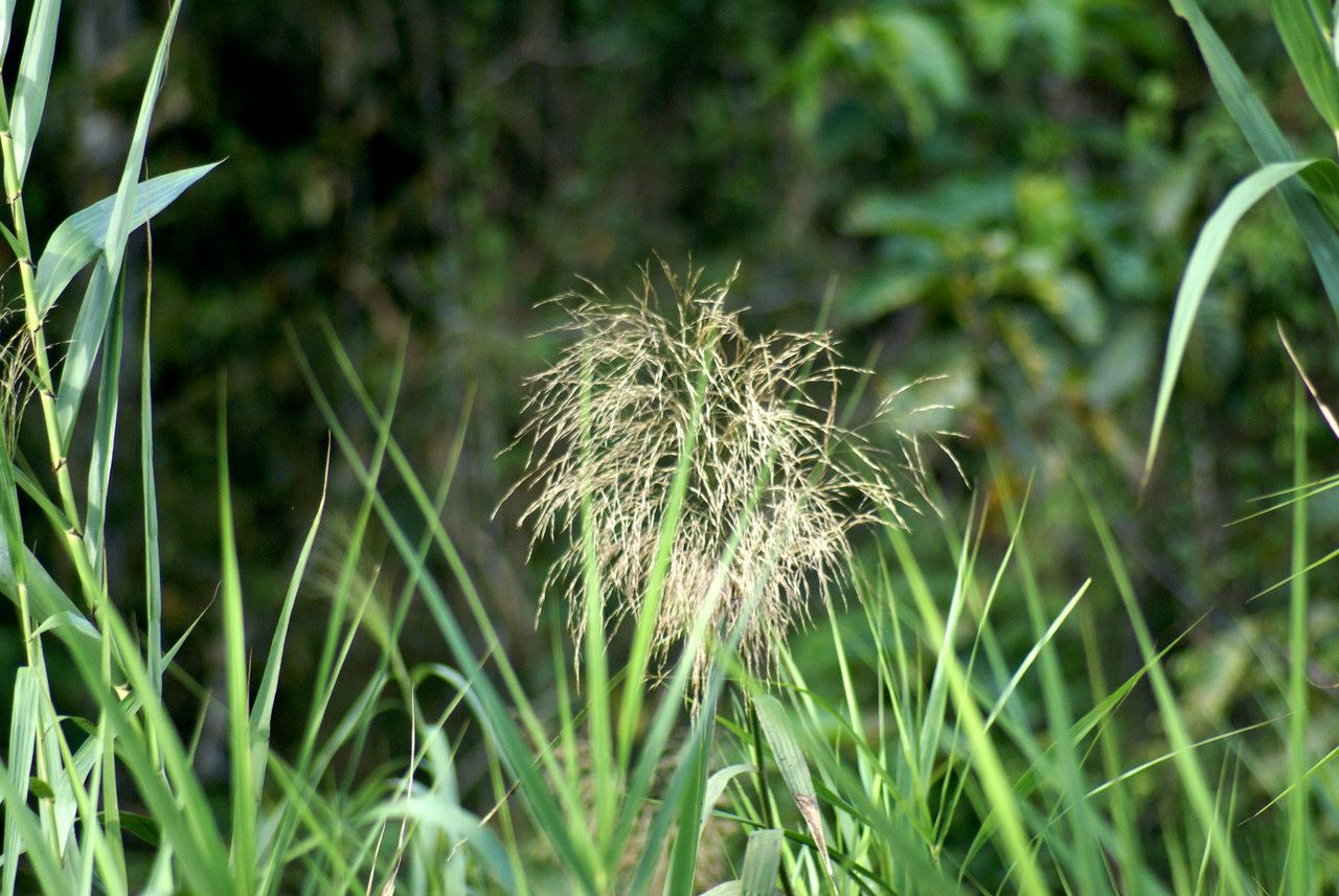 Saccharum spontaneum flower