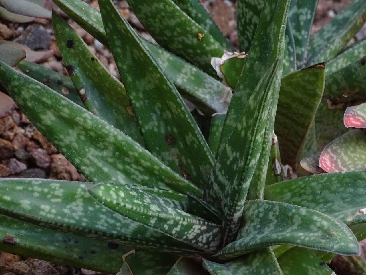 Gasteria nitida habit