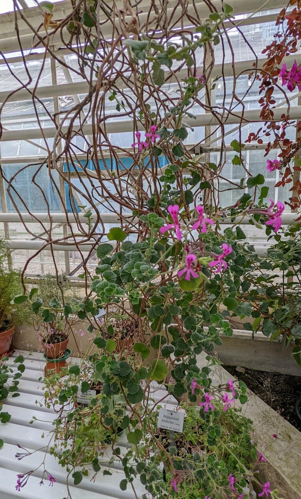 Pelargonium reniforme habit
