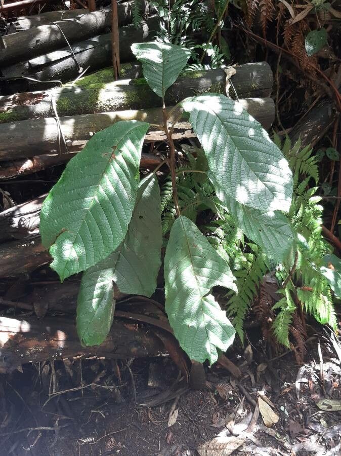 Macaranga corymbosa — houseplant care guide