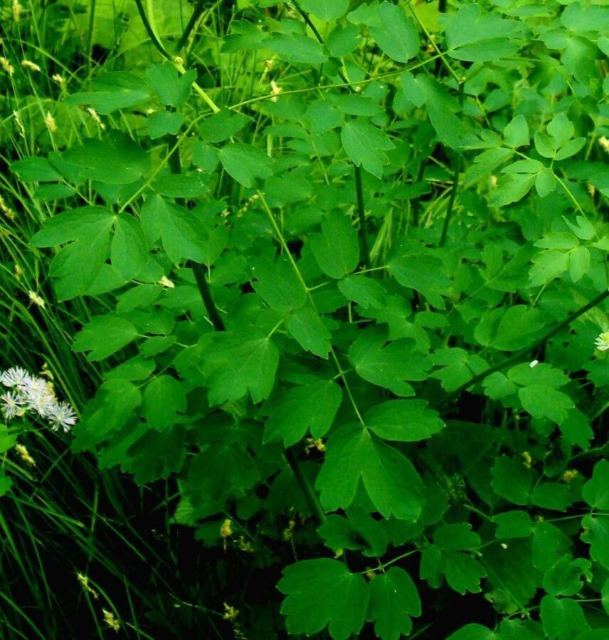 Thalictrum aquilegiifolium leaf