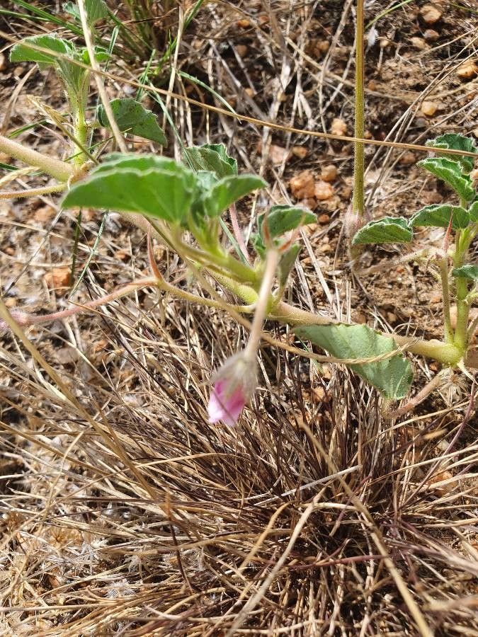 Monsonia senegalensis flower