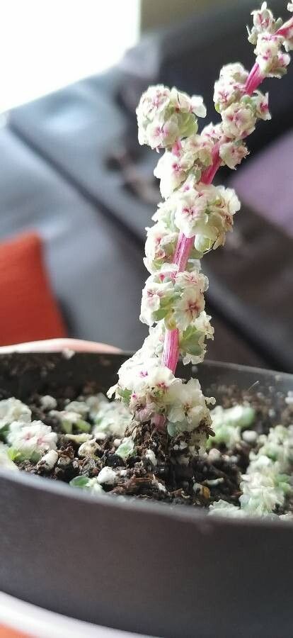 Halogeton glomeratus flower