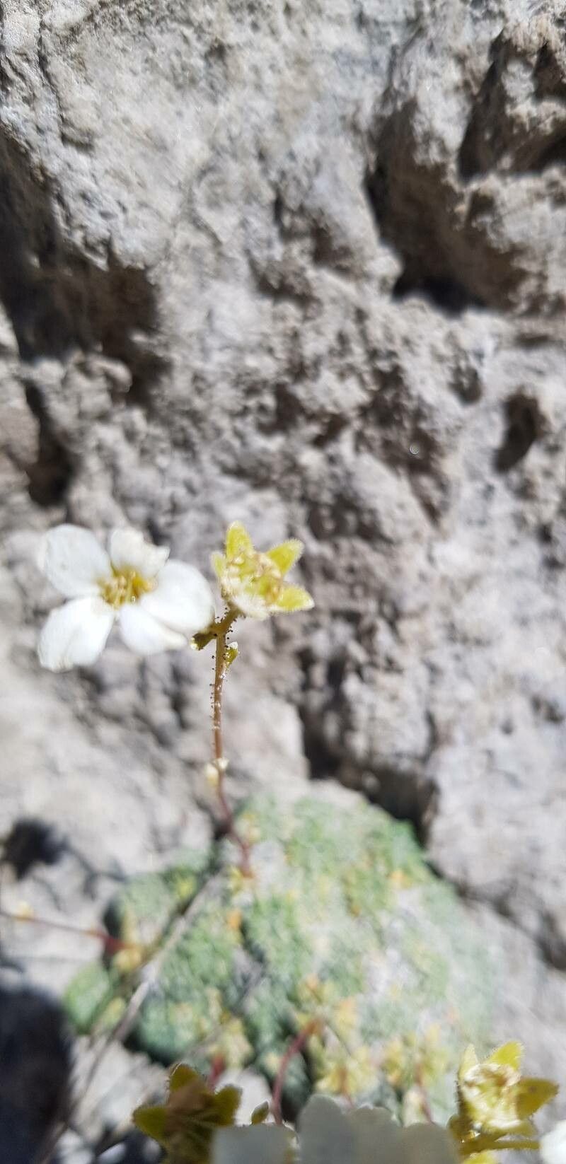 Saxifraga caesia fruit