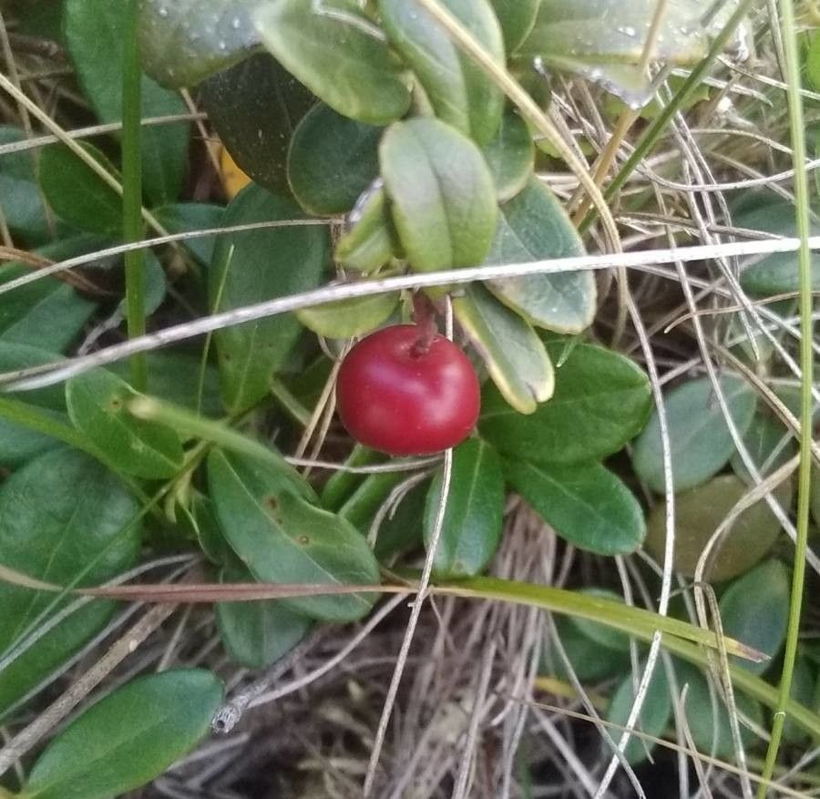 Vaccinium vitis-idaea fruit