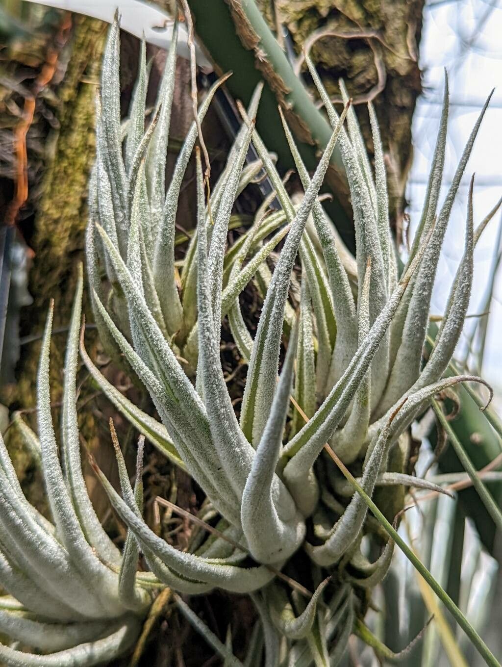 Tillandsia pueblensis leaf
